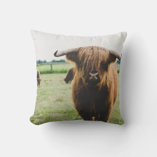 HIGHLAND-RINDER AUF DEM FELD BEI TAGE KISSEN