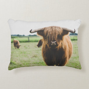 HIGHLAND-RINDER AUF DEM FELD BEI TAGESLICHT DEKOKISSEN