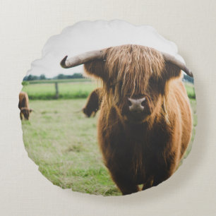 HIGHLAND-RINDER AUF DEM FELD BEI TAGESLICHT RUNDES KISSEN