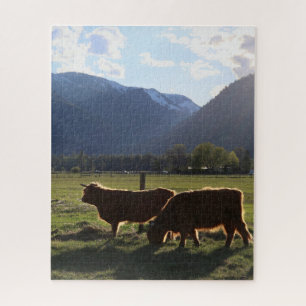 Highland-Rinder in Montana Puzzle