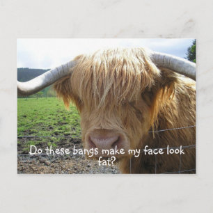 Highland Steer Funny Postkarte
