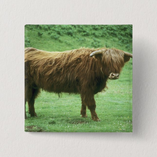 Highland-Steer, Insel Mull, Inner Button (Vorderseite)