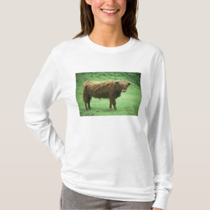 Highland-Steer, Insel Mull, Inner T-Shirt