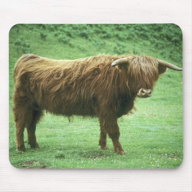 Highland Steer, Insel Mull, Innere Mousepad (Vorne)