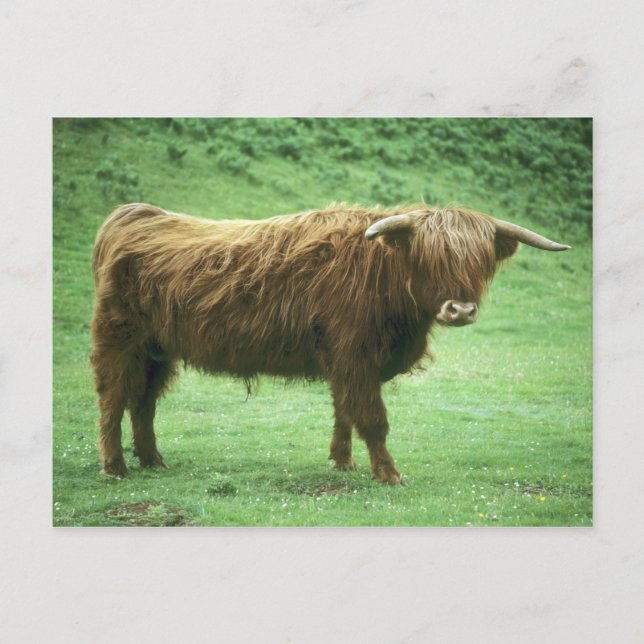 Highland Steer, Insel Mull, Innere Postkarte (Vorderseite)