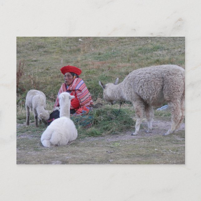 Highlander mit Herde Postkarte (Vorderseite)