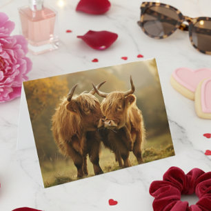 Highlandrinder verliebt Postkarte