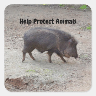 Hilfe zum Schutz von Tieren Chacoan Peccary #2 Sti Quadratischer Aufkleber