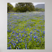 Hill Country, Texas, Bluebonnets und Eichenbaum