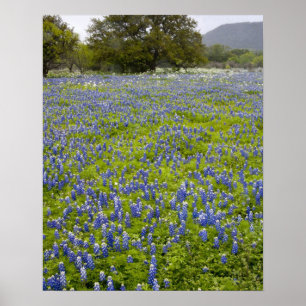 Hill Country, Texas, Bluebonnets und Eichenbaum Poster