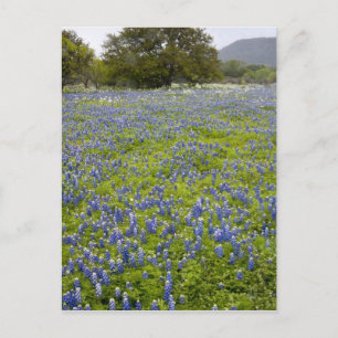 Hill Country, Texas, Bluebonnets und Eichenbaum Postkarte