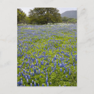 Hill Country, Texas, Bluebonnets und Eichenbaum Postkarte