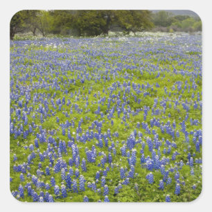Hill Country, Texas, Bluebonnets und Eichenbaum Quadratischer Aufkleber
