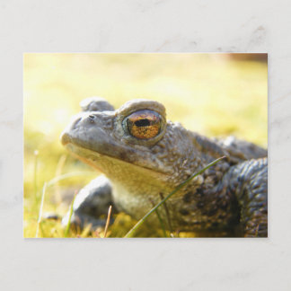 Hill End Toad Postkarte
