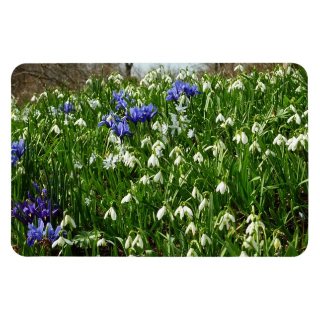 Hillside of Early Spring Flowers Landschaft Magnet (Horizontal)