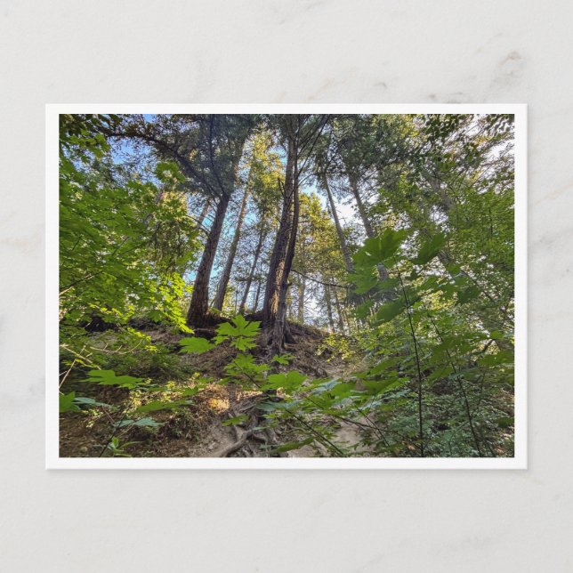 Hillside Postkarte (Vorderseite)