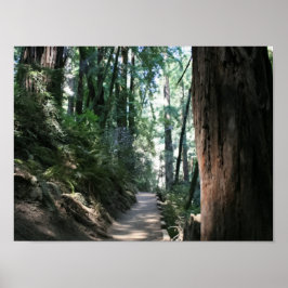 "Hillside Trail", Muir Woods Poster