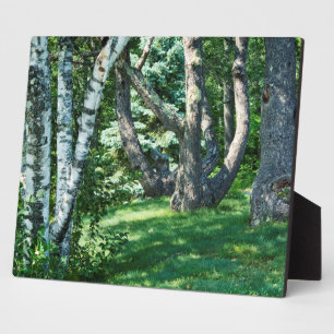 Hillside Trees Fotoplatte