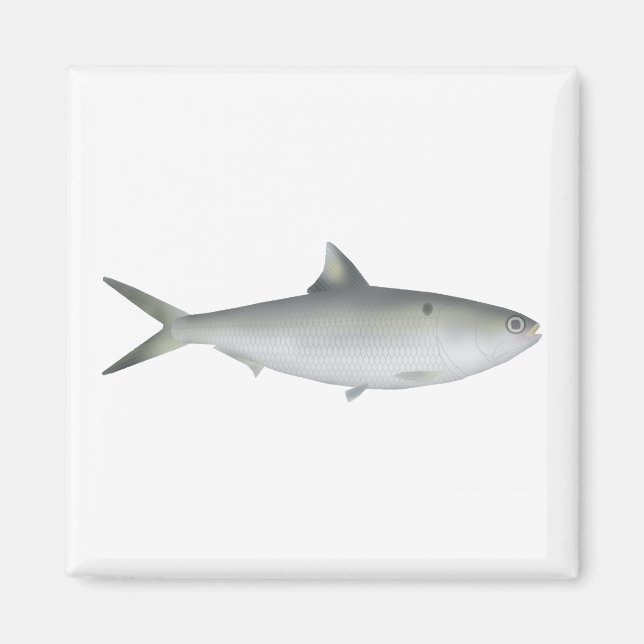 Hilsa Shad Magnet (Vorne)