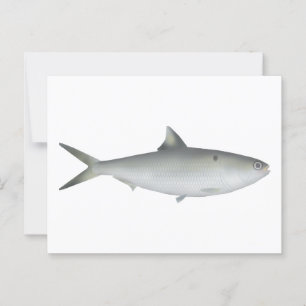 Hilsa Shad Postkarte