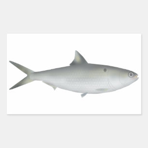 Hilsa Shad Rechteckiger Aufkleber