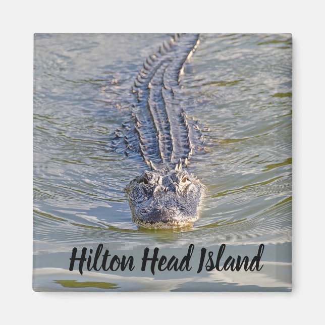 Hilton Head Alligator Magnet (Vorne)