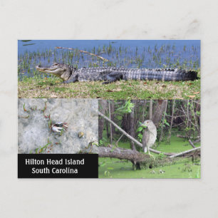 Hilton Head SC Native Wildlife Postkarte