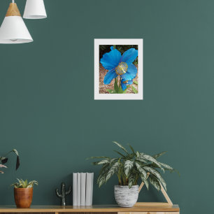 Himalaja Blaue Mohnblume Floral Poster