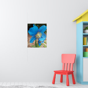 Himalaja Blaue Mohnblume Floral Poster