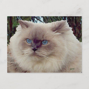 Himalaja-Perserkatze Postkarte
