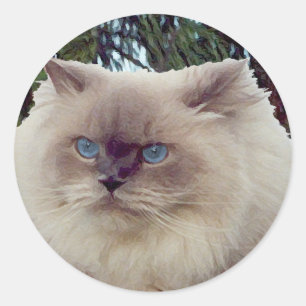 Himalaja-Perserkatze Runder Aufkleber