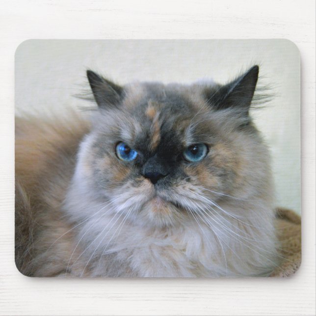 Himalaya-Katze mit blauen Augen Mousepad (Vorne)