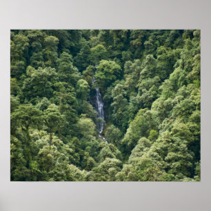 Himalaya-Wald im Mangdue-Tal, Bhutan Poster