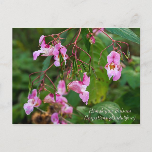 Himalayan Balsam Blume Postcard Postkarte (Vorderseite)