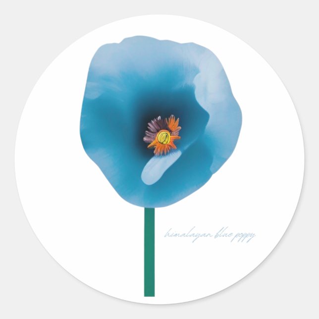 Himalayan Blue Poppy Blume Sticker (Vorderseite)