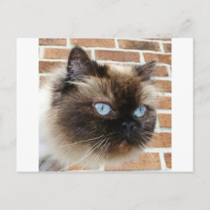 Himalayan cat foto with blue eyes postkarte