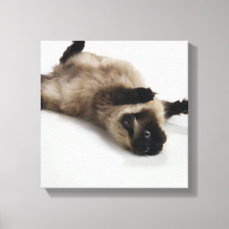 Himalayan Cat Lying auf seinem Rücken Leinwanddruck