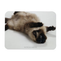 Himalayan Cat Lying auf seinem Rücken