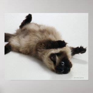Himalayan Cat Lying auf seinem Rücken Poster
