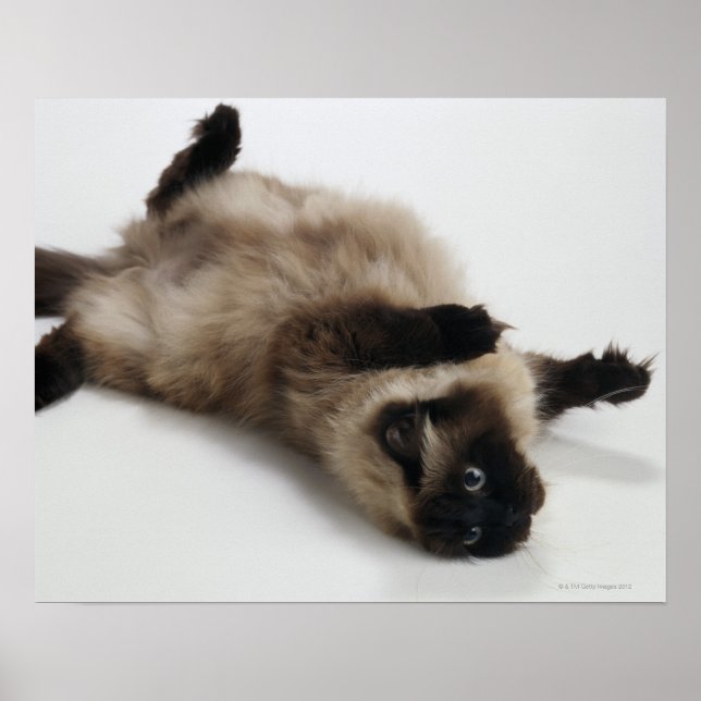 Himalayan Cat Lying auf seinem Rücken Poster (Vorne)