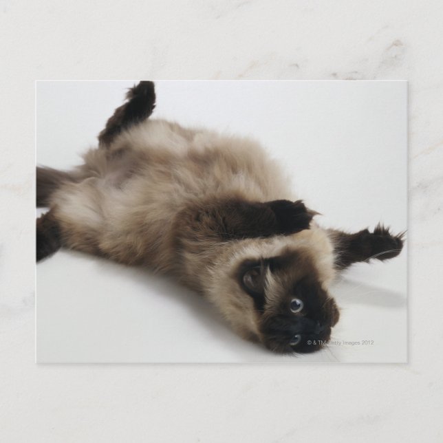 Himalayan Cat Lying auf seinem Rücken Postkarte (Vorderseite)