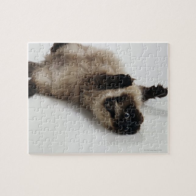 Himalayan Cat Lying auf seinem Rücken Puzzle (Horizontal)