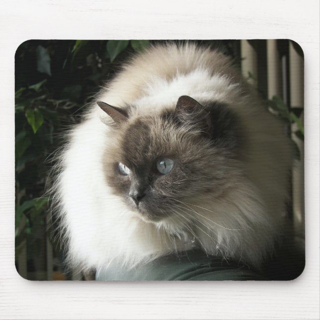 Himalayan Cat Mousepad (Vorne)
