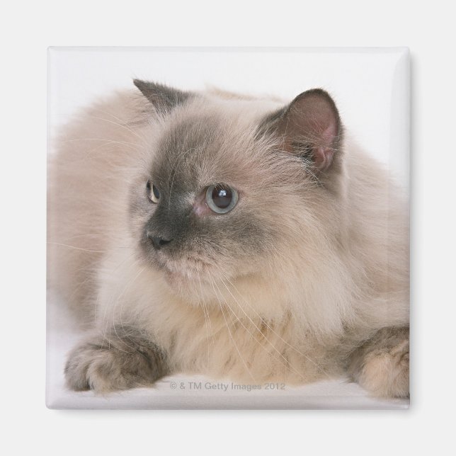 Himalayan Magnet (Vorne)