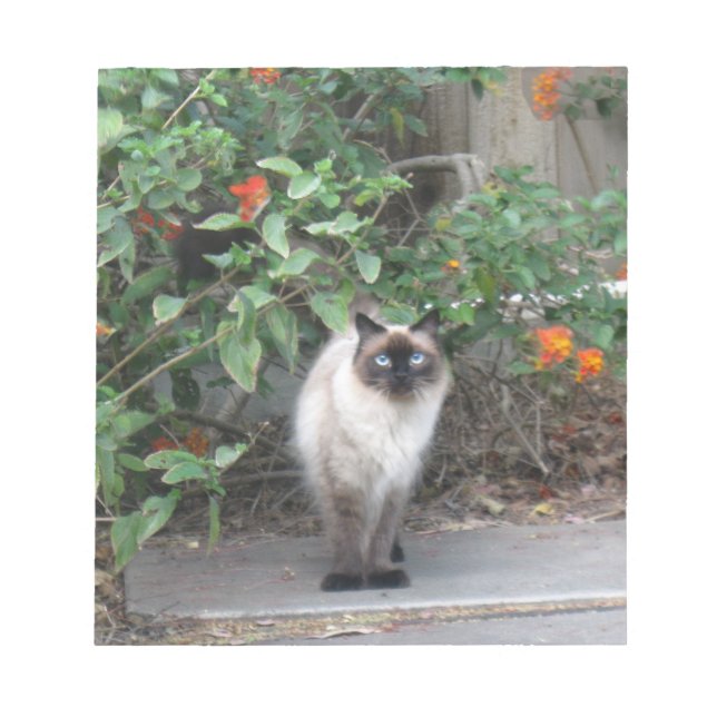 Himalayan Mix Cat Notizblock (Vorderseite)