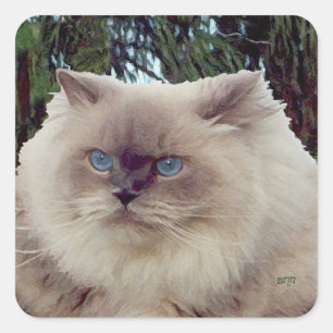 Himalayan Persian Cat Quadratischer Aufkleber