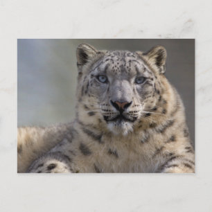 Himalayan Prince Postcard Postkarte