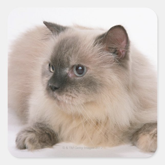 Himalayan Quadratischer Aufkleber (Vorderseite)