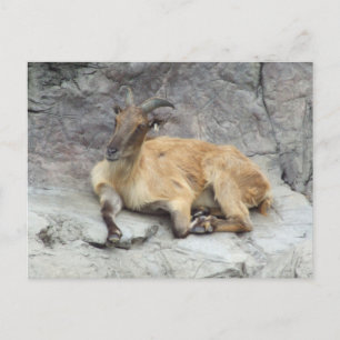 Himalayan Tahr Postcard Postkarte