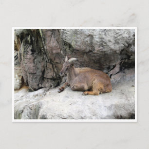 himalayan tahr postkarte